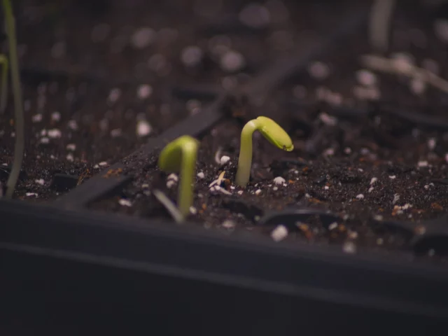 Noctaupus refonte graphique cover